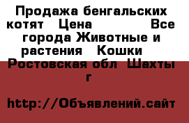 Продажа бенгальских котят › Цена ­ 20 000 - Все города Животные и растения » Кошки   . Ростовская обл.,Шахты г.